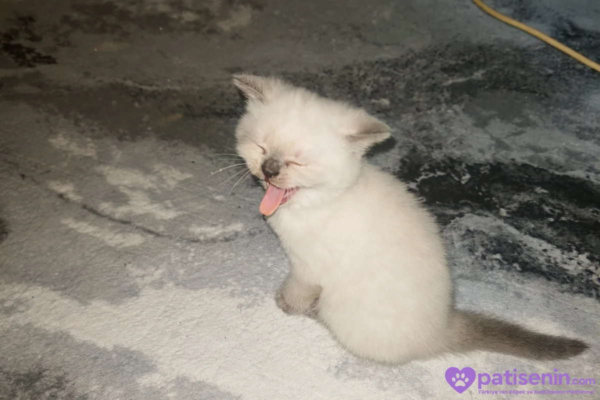 2,5 aylık british shorthair erkek 1