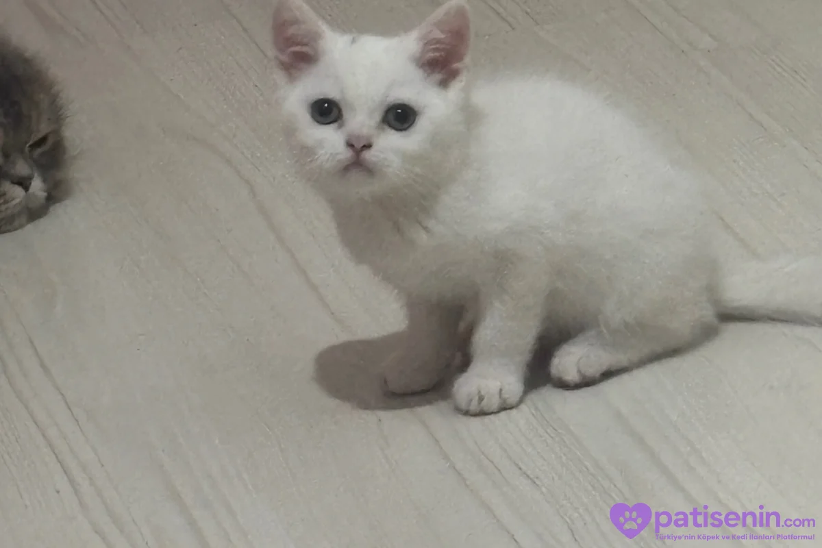 2,5 AYLIK BRİTİSH SHORTHER beyaz bal renkli göz ler 5