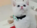 2,5 AYLIK BRİTİSH SHORTHER beyaz bal renkli göz ler