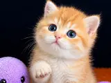British Shorthair Golden