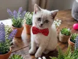 Bebeğimm teslime hazır