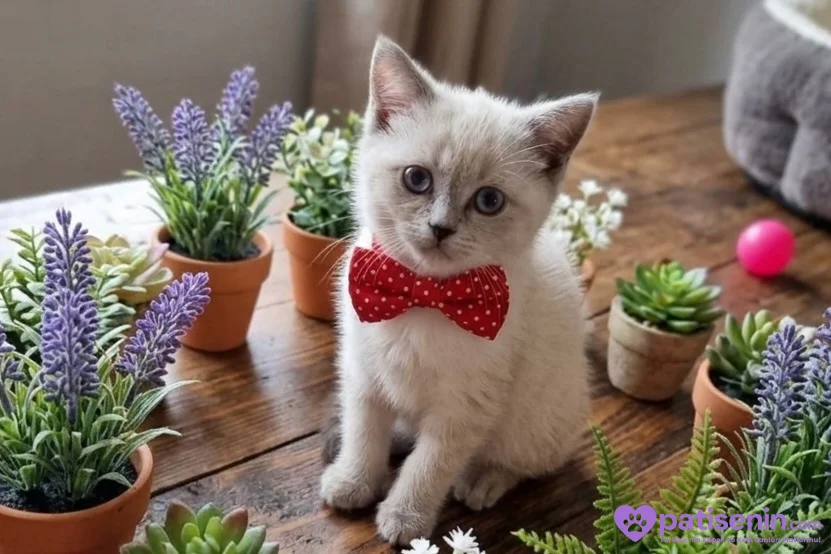 Bebeğimm teslime hazır 1