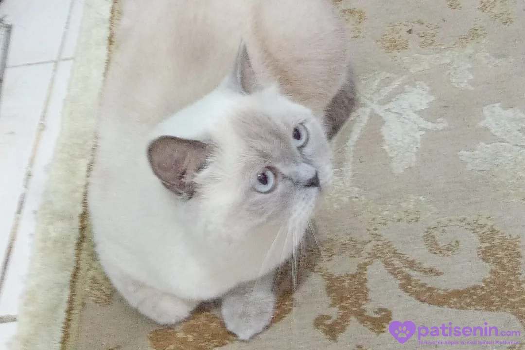 British Shorthair 2