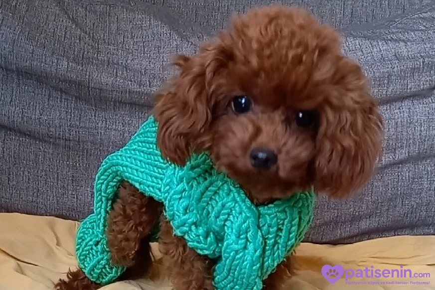 Dark Red Teacup Kore Poodle 1.600 gr Ağırlığında 2