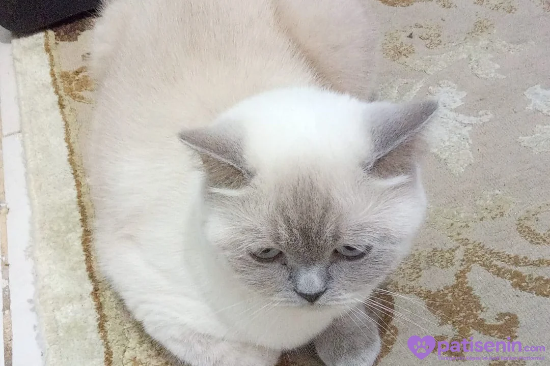 British Shorthair 1