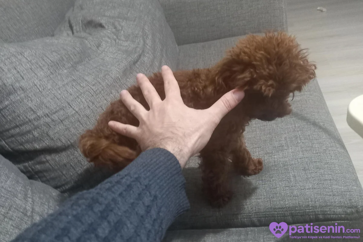 Dark Red Teacup Kore Poodle 1.600 gr Ağırlığında 4