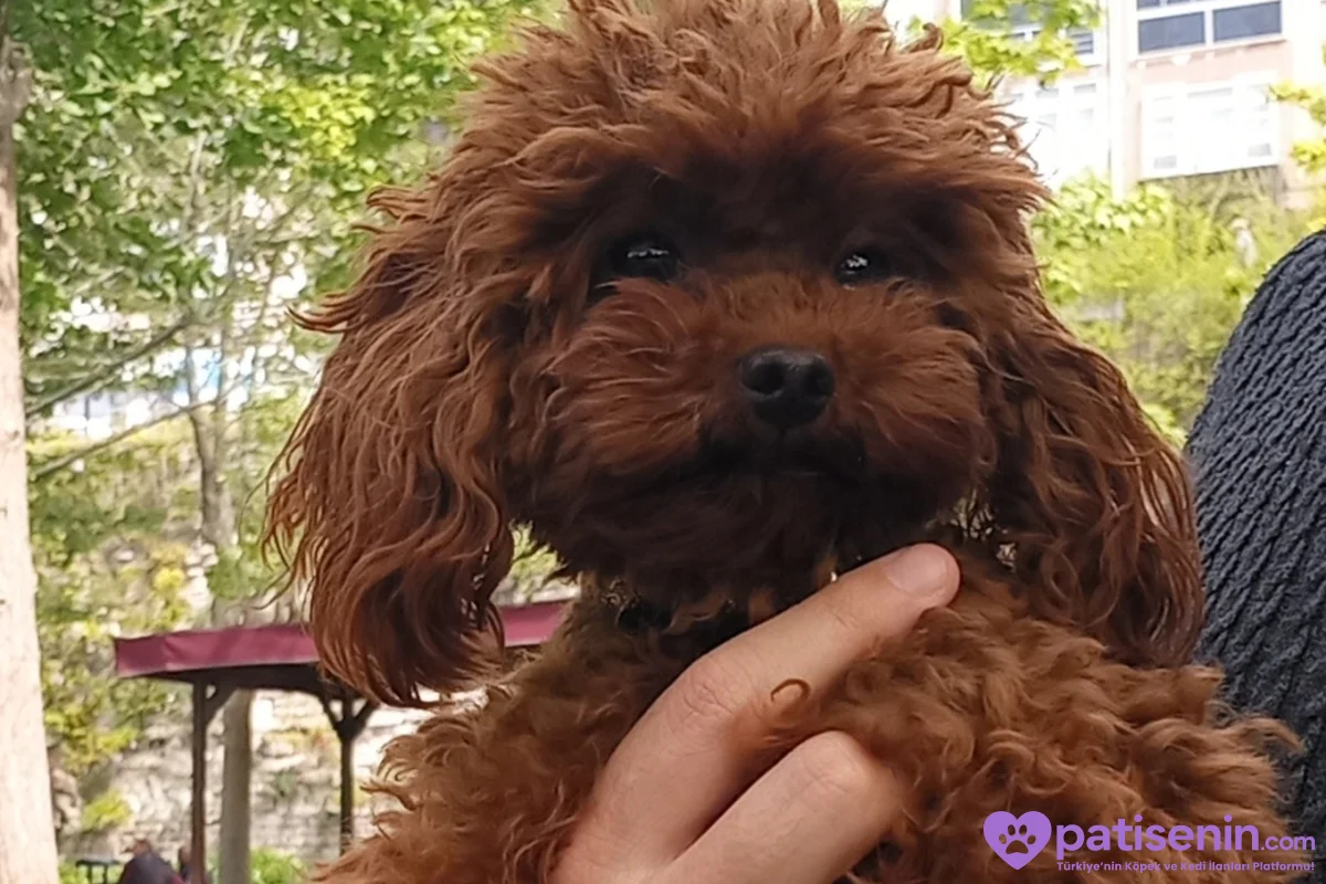 Dark Red Teacup Kore Poodle 1.600 gr Ağırlığında 1