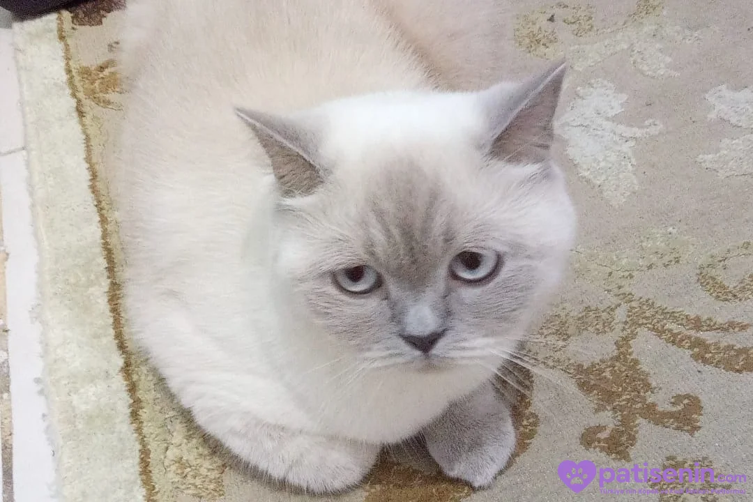 British Shorthair 4