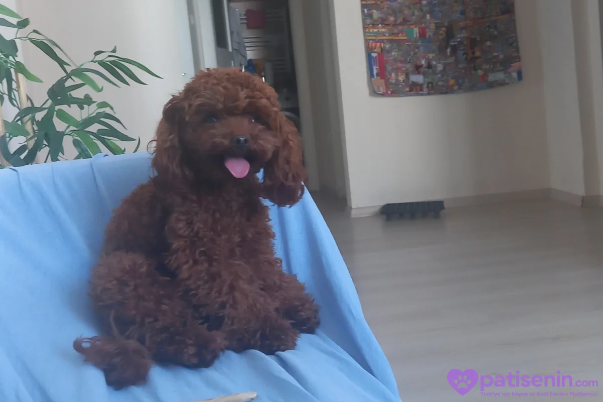 Dark Red Teacup Kore Poodle 1.600 gr Ağırlığında 3