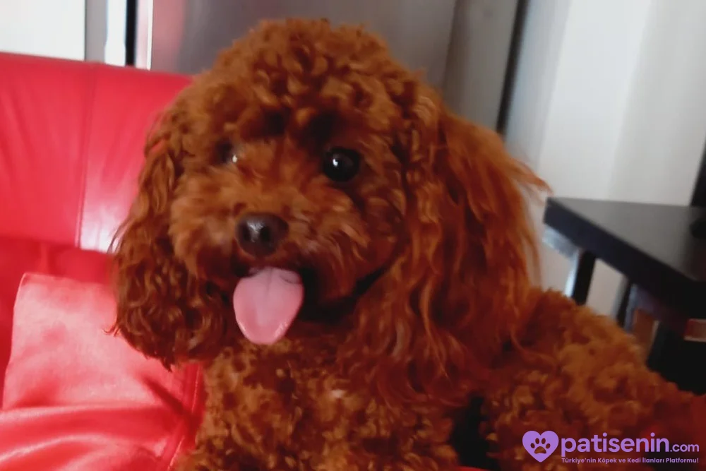 Dark Red Teacup Kore Poodle 1.600 gr Ağırlığında 5