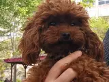 Dark Red Teacup Kore Poodle 1.600 gr Ağırlığında