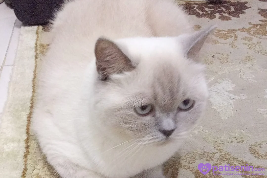 British Shorthair 3
