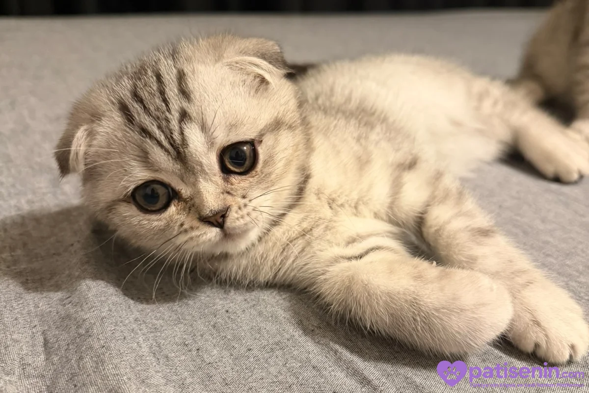 Safkan Pomeranian Köpeğimiz Tam Eğitimli 2
