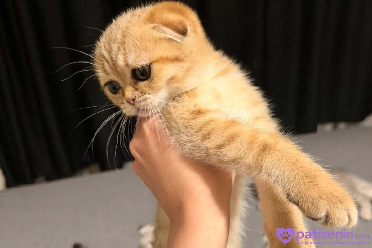Safkan Pomeranian Köpeğimiz Tam Eğitimli 3