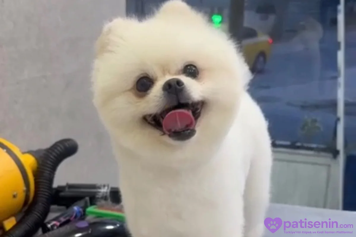 Safkan Pomeranian Köpeğimiz Tam Eğitimli 1