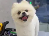 Safkan Pomeranian Köpeğimiz Tam Eğitimli