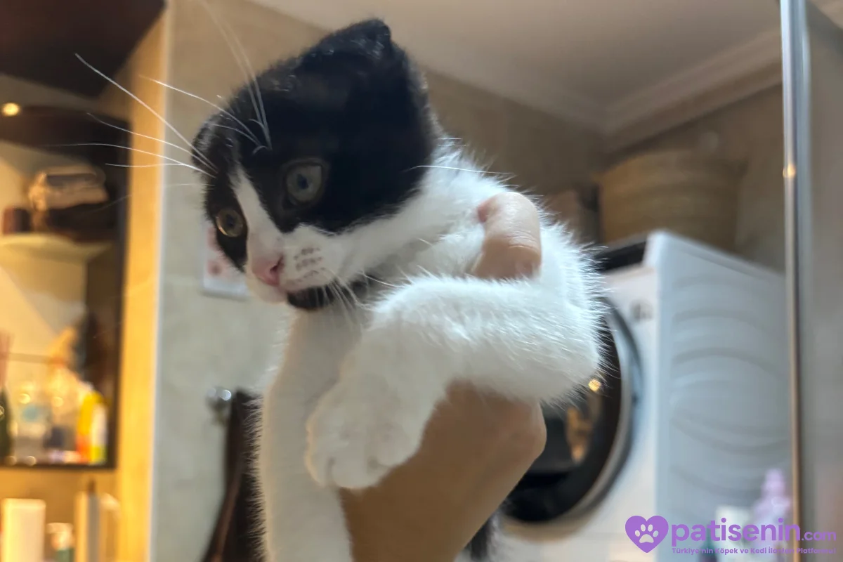 2 aylık smokin scottish fold 2