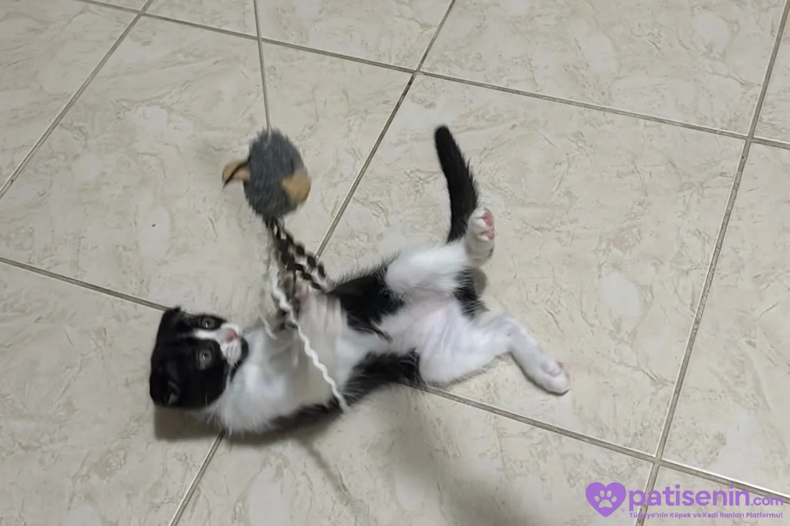 2 aylık smokin scottish fold 4