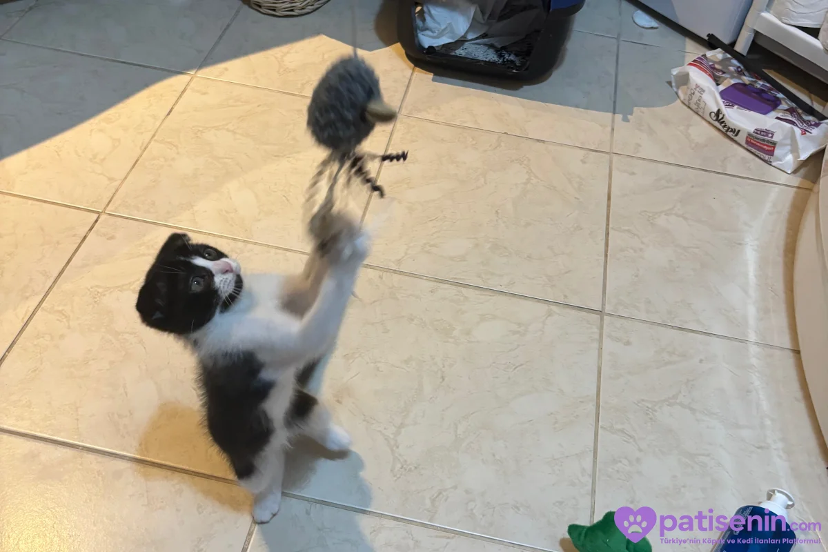 2 aylık smokin scottish fold 3