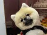 Pomerion 2 yaşında Tony