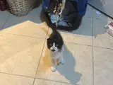 2 aylık smokin scottish fold
