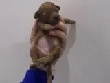 Safkan Toy Poodle Yavrumuz
