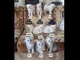 PAMUK ŞEKERLERİM🥰🍭