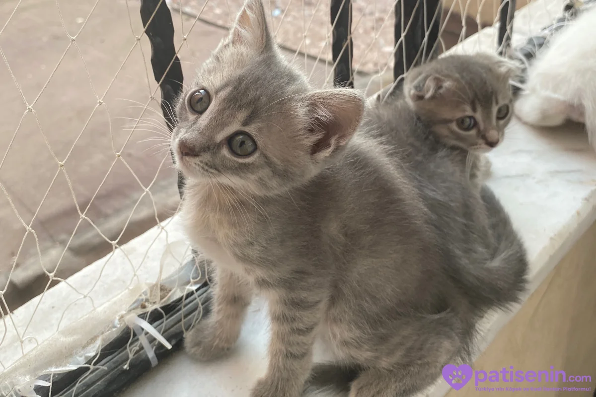 2 buçuk aylık safkan scotish fold yavrularımı SAHİPLENDİRİYORUM 5