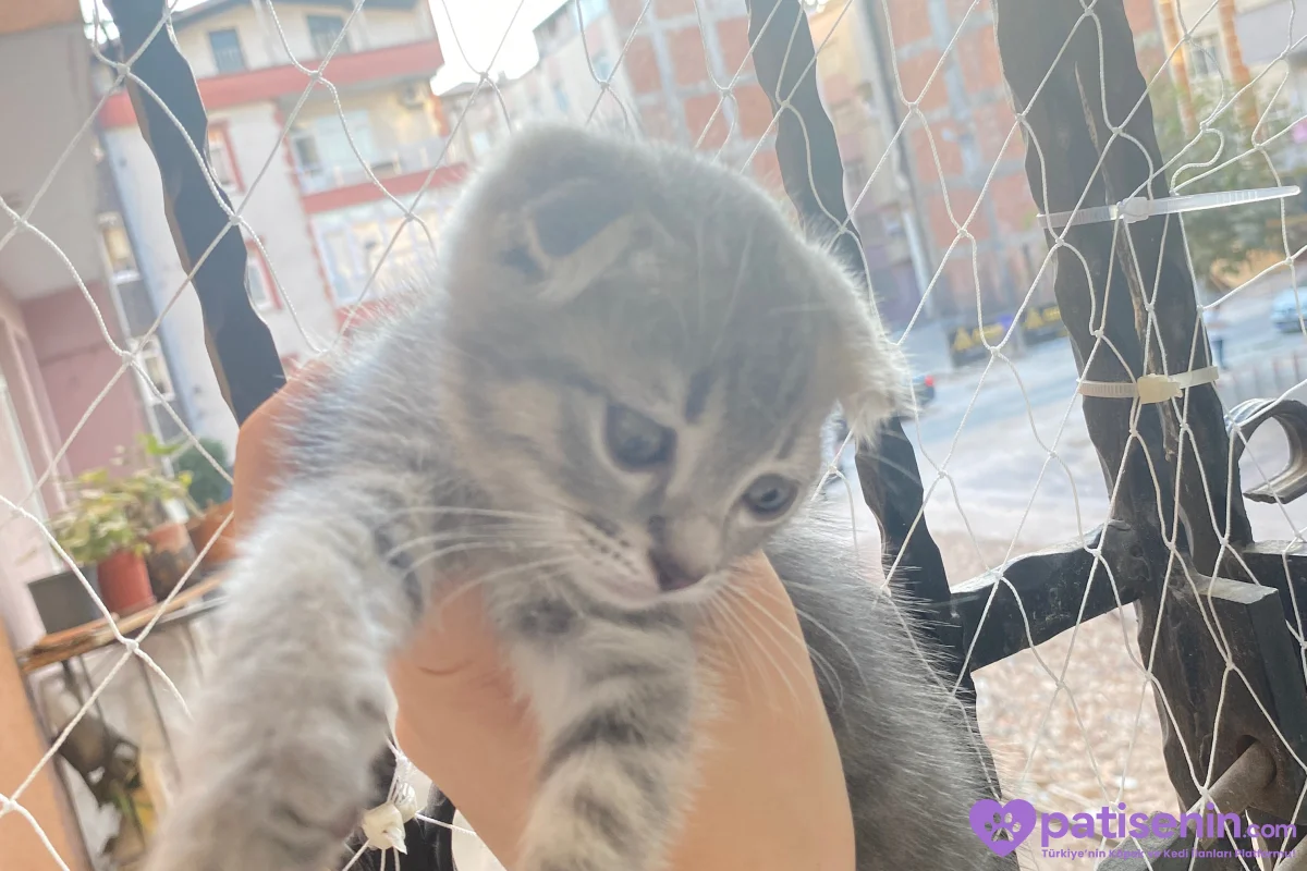 2 buçuk aylık safkan scotish fold yavrularımı SAHİPLENDİRİYORUM 1