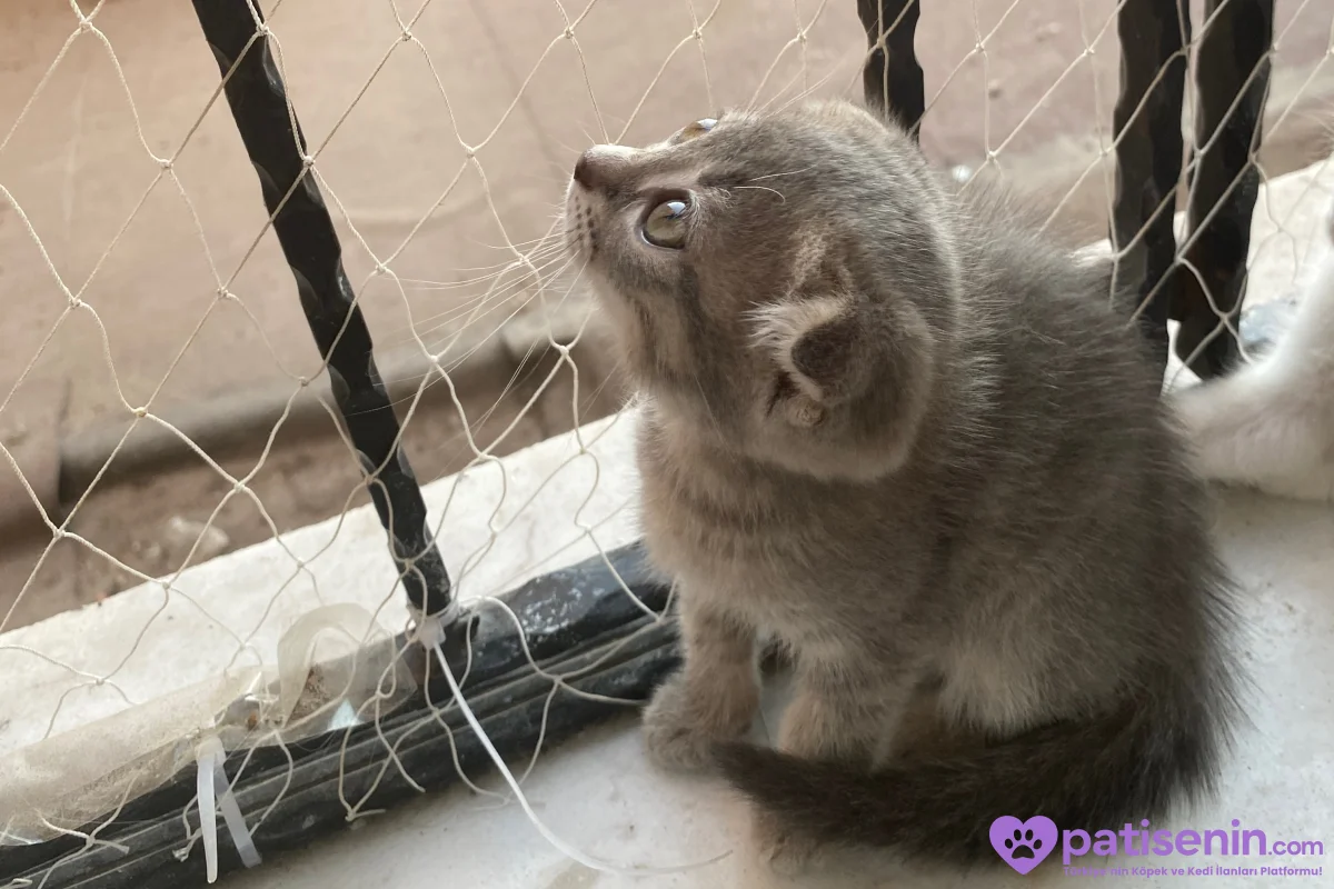2 buçuk aylık safkan scotish fold yavrularımı SAHİPLENDİRİYORUM 2