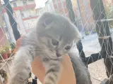 2 buçuk aylık safkan scotish fold yavrularımı SAHİPLENDİRİYORUM