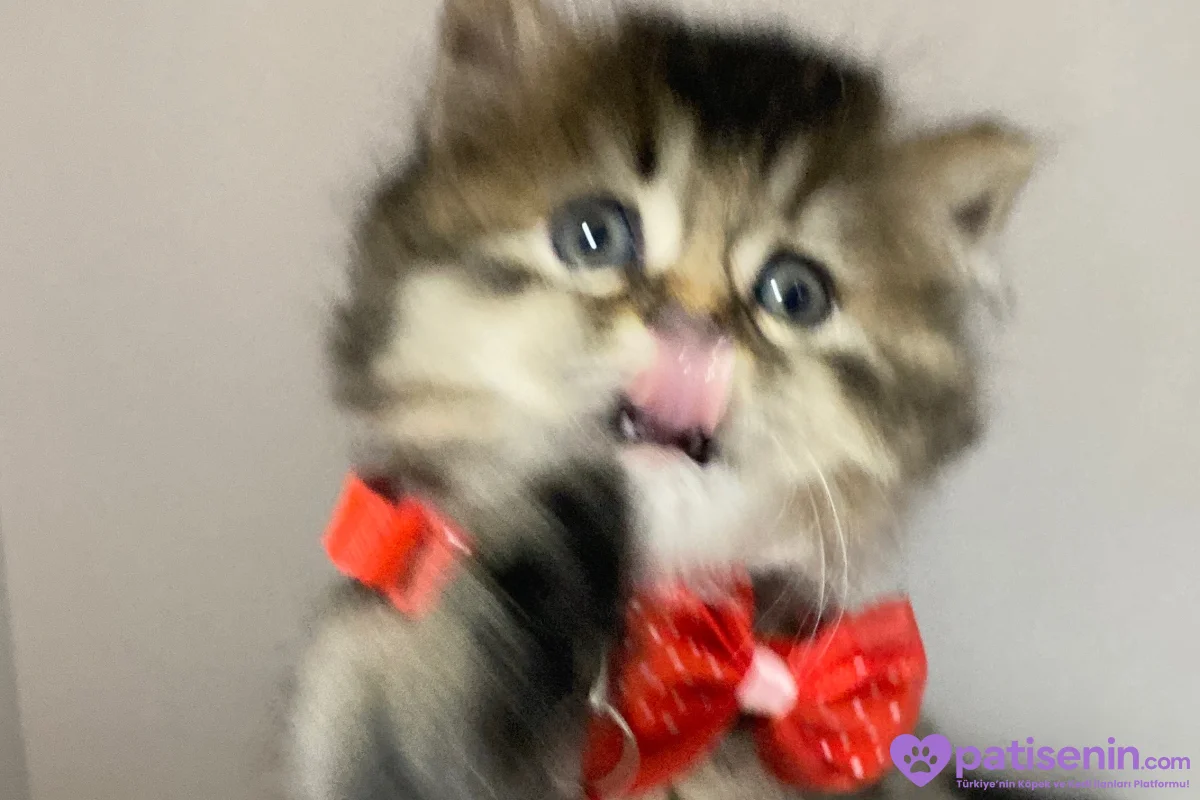 British longhair tabby yavrular 2