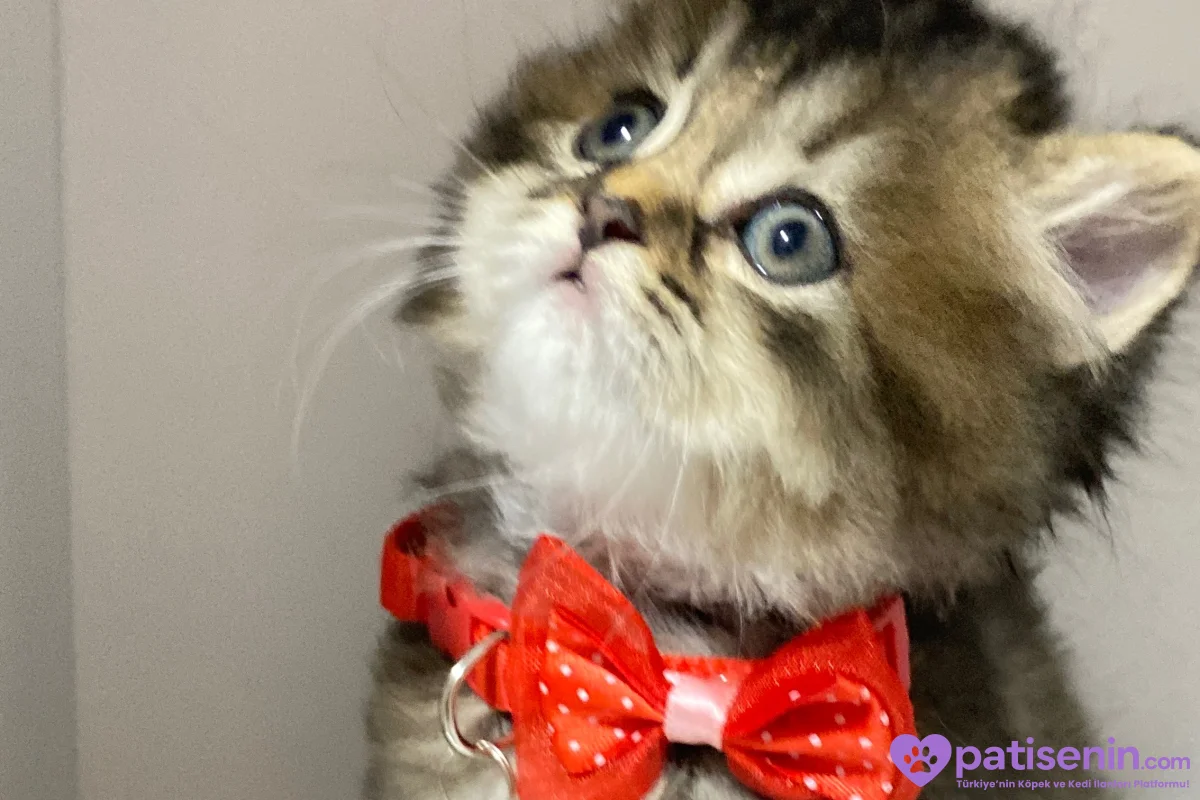 British longhair tabby yavrular 3