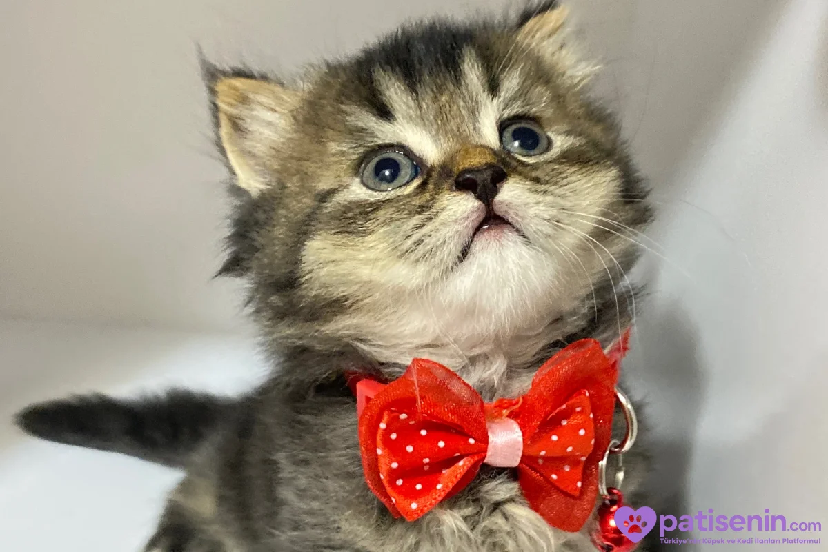 British longhair tabby yavrular 4