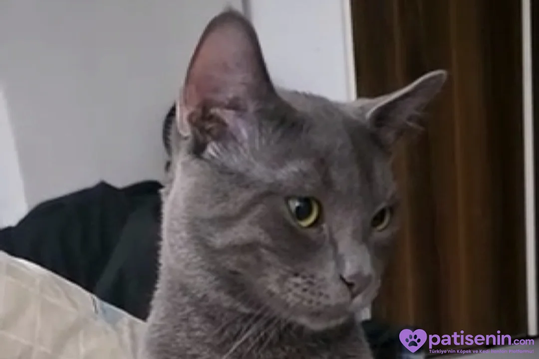 Kısırlaştırılmış ücretsiz kedi 2