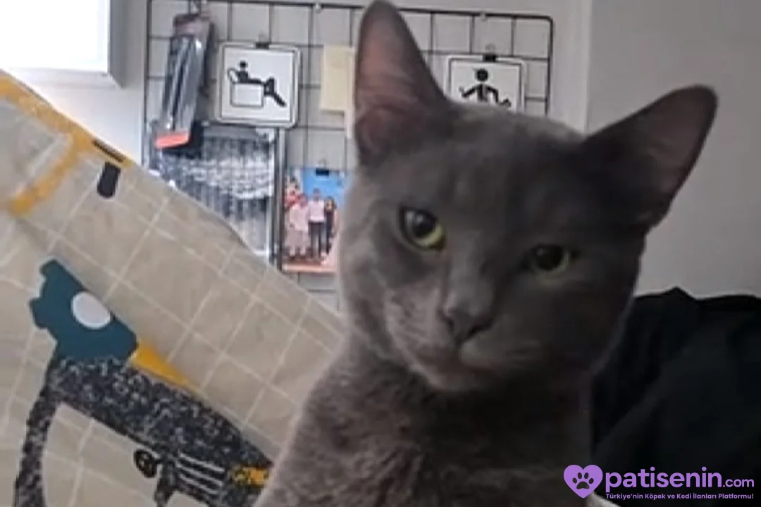 Kısırlaştırılmış ücretsiz kedi 1