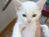 2 Aylık Ankara kedisi melez kız erkek