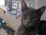 Kısırlaştırılmış ücretsiz kedi