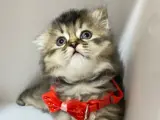 British longhair tabby yavrular