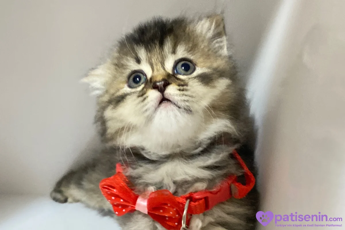 British longhair tabby yavrular 1
