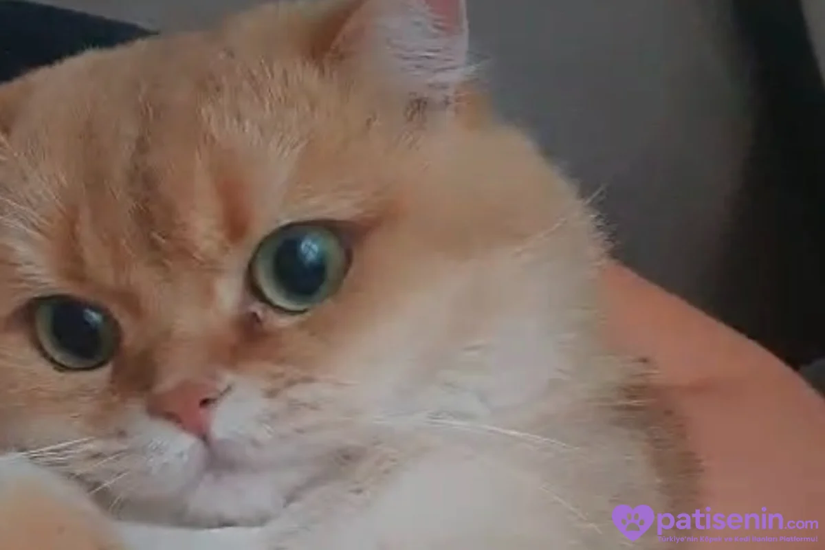 British shorthair sahiplendirme 2