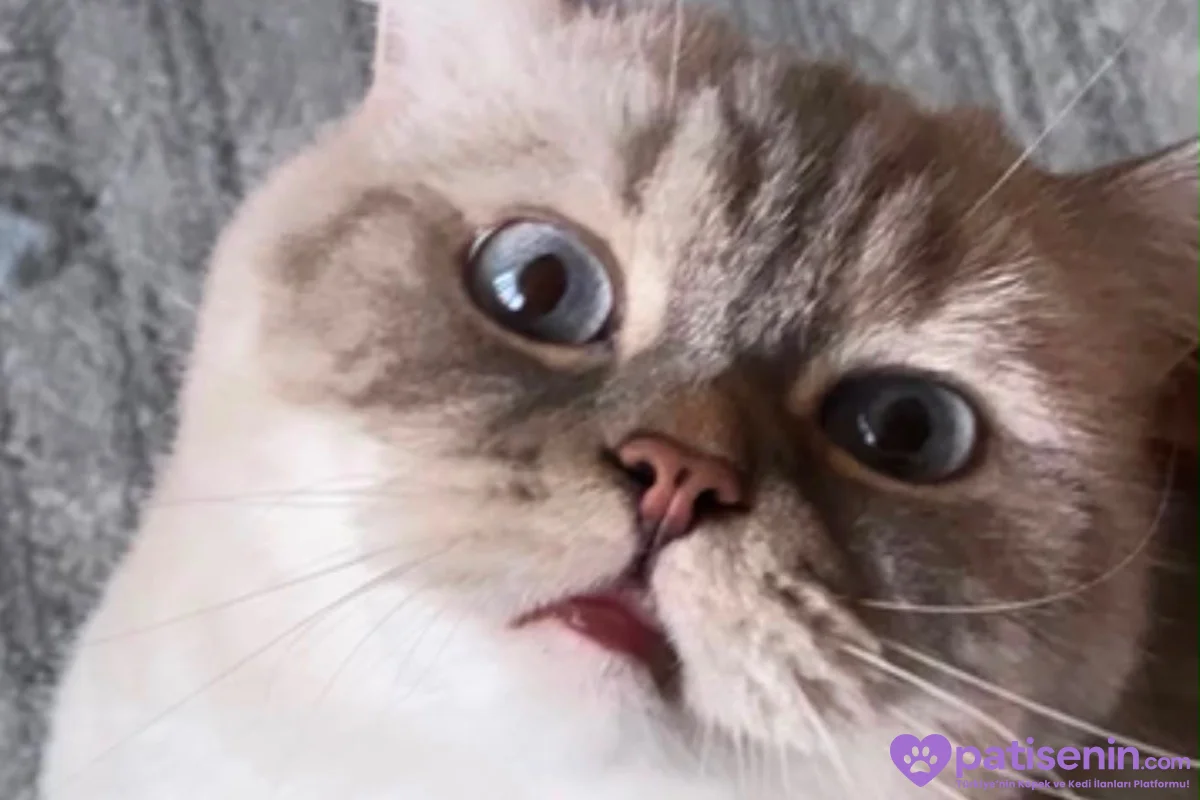British Shorthair 4.5 yaşında Kısır Dişi 1