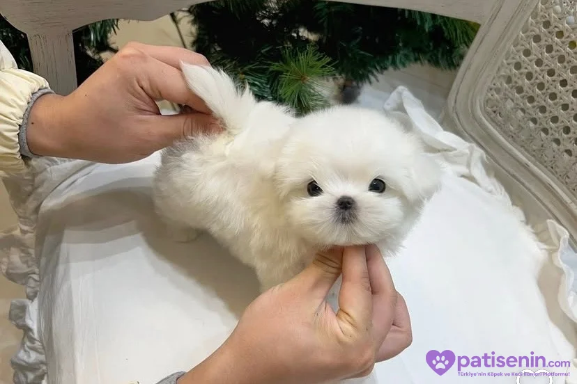 MALTESE TERRİER XS TEACUP OYUNCU VE AKILLI YAVRULARIM 1
