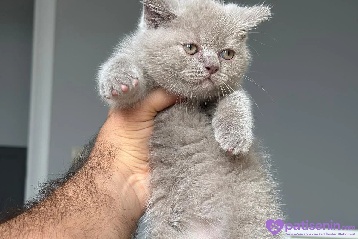 Lilac minnoş yeni yuvasını arıyor 1