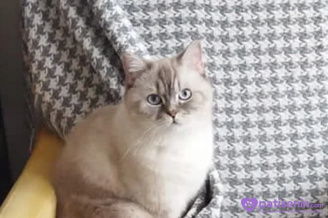 British Shorthair 4.5 yaşında Kısır Dişi 2
