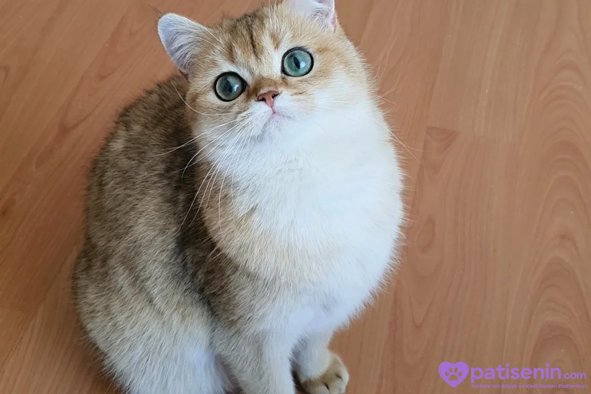 British shorthair sahiplendirme 1