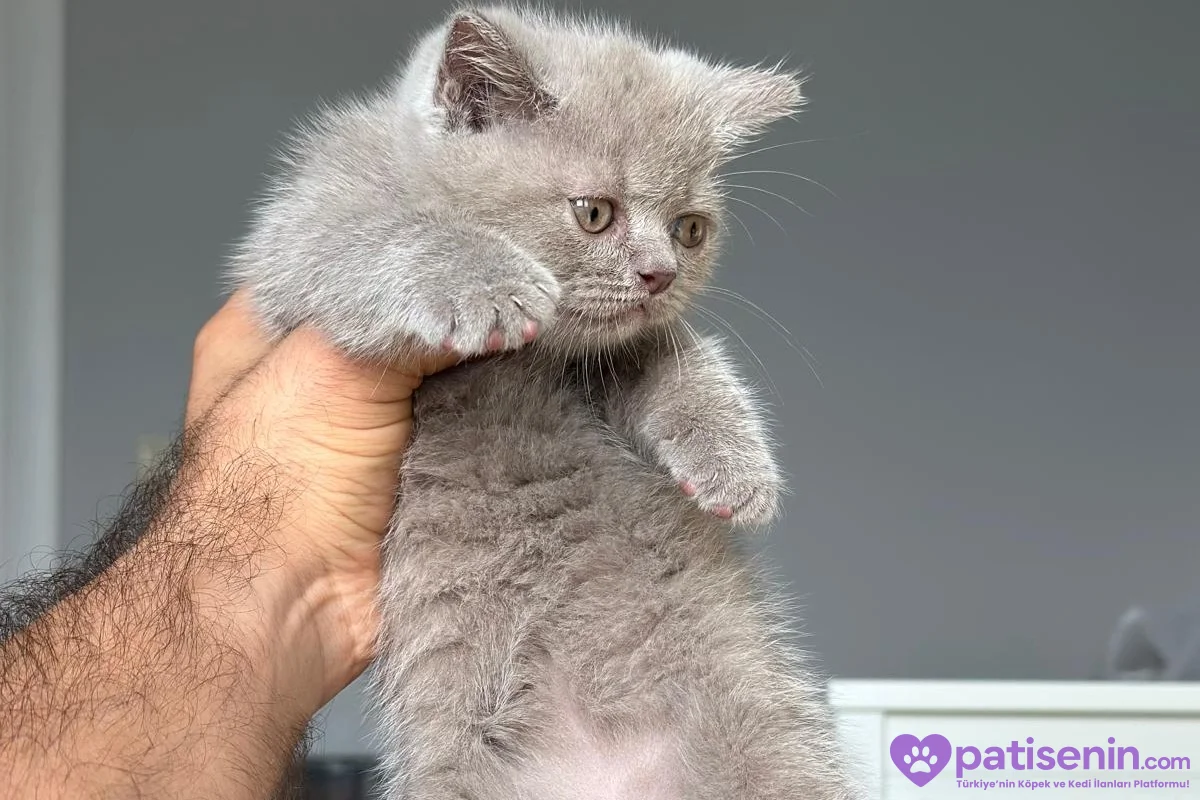 Lilac minnoş yeni yuvasını arıyor 2