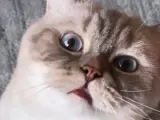 British Shorthair 4.5 yaşında Kısır Dişi