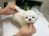 MALTESE TERRİER XS TEACUP OYUNCU VE AKILLI YAVRULARIM