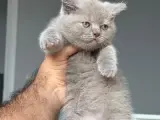 Lilac minnoş yeni yuvasını arıyor